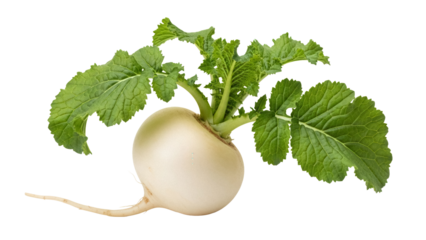 Fresh turnip with green leaves isolated PNG, raw root vegetable on transparent background for healthy eating and vegetarian recipes