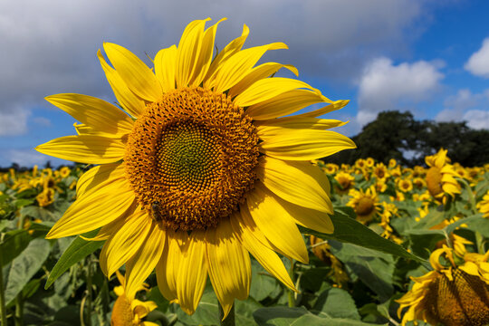 Sunflower field