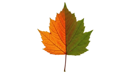 Half orange half green maple leaf isolated PNG on transparent background, autumn foliage with vibrant colors for seasonal design