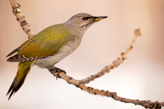 Female grey-headed woodpecker on a tree branch