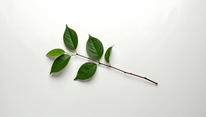 Fresh green leaves on a white background, natural beauty.