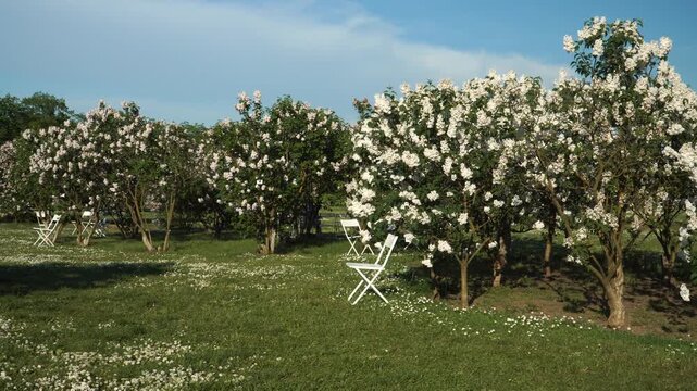 A scenic panorama of the largest lilac garden in Europe located in Dobele, Latvia. White and purple blooming bushes surround a peaceful rest area with chairs on a sunny spring day. 