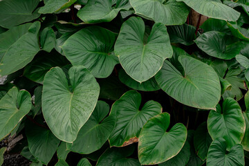 Lush green Homalomena leaves with heart shapes and reddish stems, featuring water droplets and natural tropical foliage texture.