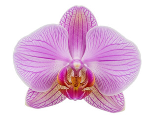 Isolated Orchid flower with magenta and white striped petals for decorative use, floral design
