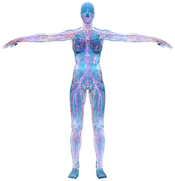 Anatomical 3D visualization of the female lymphatic system. Human body translucent model displaying lymph nodes, vascular network, and immunology concept for scientific and healthcare education, PNG