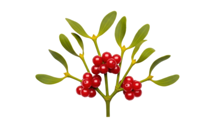 Isolated Mistletoe plant with bright red berries and smooth green leaves for Christmas themes