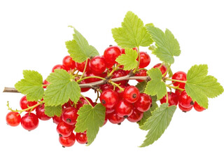 Isolated bunch of fresh red currants and green leaves, ripe berry close-up, natural fruit diet