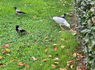 Herring gull (Larus argentatus) and hooded crows (Corvus cornix) foraging together on green grass in Istanbul, showing natural urban wildlife behavior in autumn scenery.