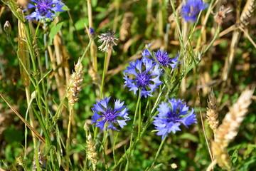 Vibrant Blue Cornflowers Blooming in a Golden Grain Field close up