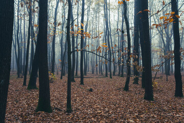 misty autumn forest in the morning 