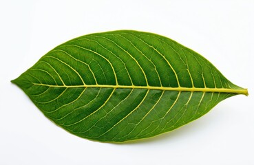 Obraz premium Green banyan leaf with yellow veins isolated on white background. Close-up texture of a single Ficus leaf showing natural detail for organic, botanical, or eco themes.