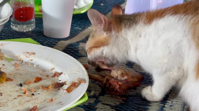 The cat is happily eating the leftover food with gusto.