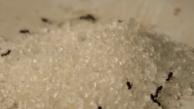A macro shot showing a group of small black ants actively crawling and feeding on a pile of white sugar crystals, capturing the life of insects and household pests.