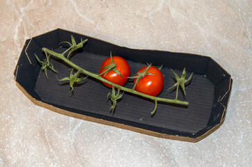 a box of tomato remnants
on a branch