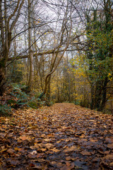 Walking in Humford Woods, Autumn Textures and Trees, November 2025. 