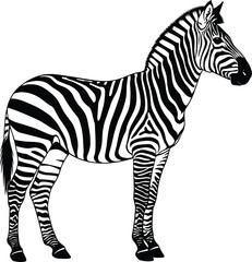 Realistic Zebra Silhouette Illustration – Isolated on Transparent Background Black and White Wildlife Vector Art