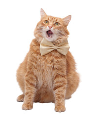 Transparent PNG cutout of a funny ginger cat with an open mouth wearing a golden bow tie, perfect for memes, stickers, clipart, advertising, digital design and social media content.