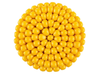 Isolated bright yellow corn section with kernels, healthy and nutritious raw food staple