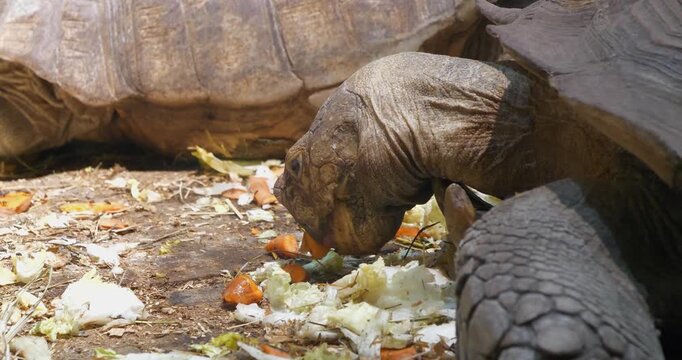 Large tortoise eats vegetables, carrots and cabbages