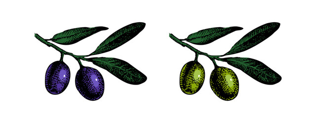 Sketch olive set. Superfood nutrition, packaging design, menu, farm market concept. Hand drawn engraving vector isolated illustration.