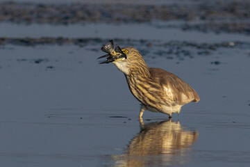 The Indian pond heron or paddybird is a small heron. It is of Old World origins, breeding in southern Iran and east to the Indian subcontinent, Burma, and Sri Lanka.