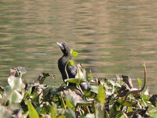 Little Cormorant - Bird in Lake.