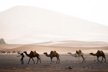 A man leads a small caravan of camels loaded with yellow saddlebags across the arid desert near Merzouga, Morocco, under soft morning light and dusty dunes. © Manuel