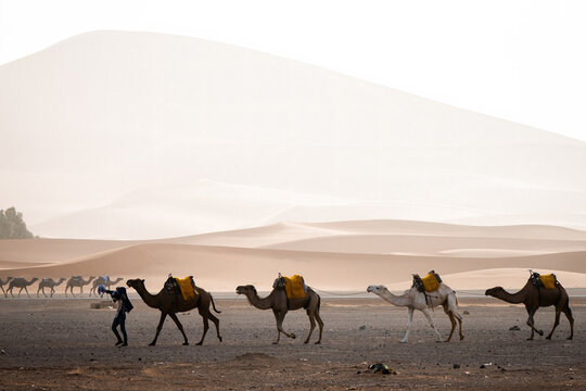 A man leads a small caravan of camels loaded with yellow saddlebags across the arid desert near Merzouga, Morocco, under soft morning light and dusty dunes.