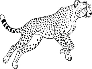 Running Cheetah Illustration – Isolated on Transparent Background Fast Wild Cheetah Line Art Vector