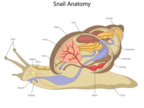 internal organs of a snail, including reproductive, respiratory, digestive, and circulatory systems diagram hand drawn schematic vector. Science educational illustration