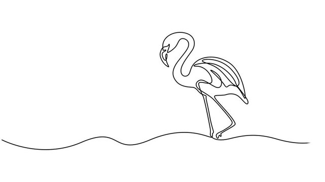 Flamingo continuous one line drawing animation video. Full length one line 4K animation, Animation of one single line drawing of exotic flamingo for company business logo identity. Flamingo bird.