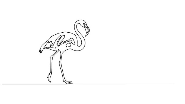 Flamingo continuous one line drawing animation video. Full length one line 4K animation, Animation of one single line drawing of exotic flamingo for company business logo identity. Flamingo bird.