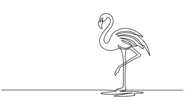 Flamingo continuous one line drawing animation video. Full length one line 4K animation, Animation of one single line drawing of exotic flamingo for company business logo identity. Flamingo bird.