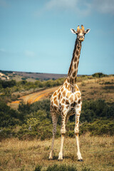 giraffe in africa