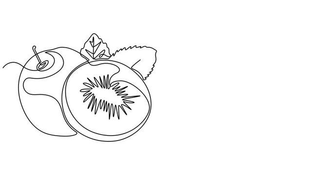fruit kiwi and slice. Self drawing animation one continuous line draw, logo, Animated self drawing of Kiwi fruit whole and a half in continuous line art drawing style, Continuous line drawing of kiwi.