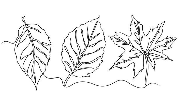 leaf continuous one line drawing animation, leaf continuous one line drawing animation, Sprout, one line drawing animation. Video clip with alpha channel, leaves continuous one line drawing on black