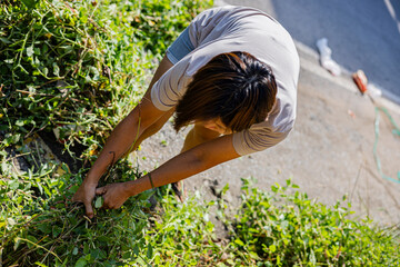 Woman Pulls Weeds In Front Garden