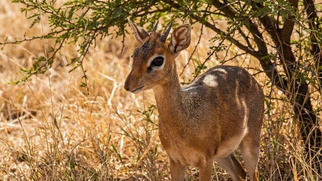 Dik-dik(ディクディク)