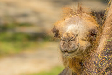 Smiling Bactrian Camel Face Close-up with Eyes Closed, Happy Peaceful Mood and Copy Space