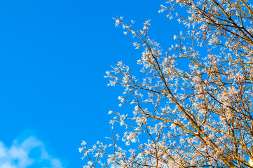 Winter background, winter frosty tree branches covered with snow and frost against blue sunny sky, copy space