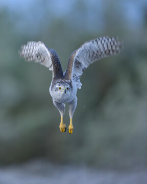 Northern goshawk in flight with forest background
