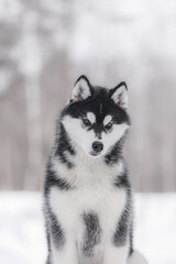 Elegant Siberian Husky with dense black and white fur sits in snowy landscape, slightly tilting head, surrounded by blurred winter forest and gentle daylight.