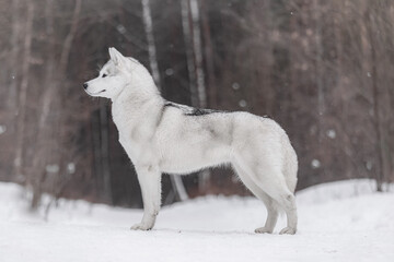Obraz premium Bright white Husky with light gray markings stands proudly in snow, body stretched in perfect profile against dark forest background.