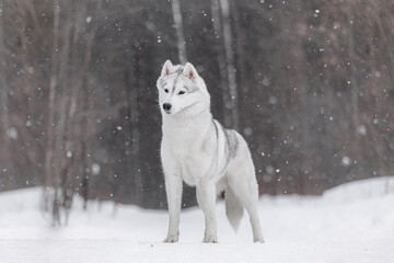 Confident Husky with white and gray fur stands surrounded by falling snow, highlighting arctic endurance, grace, and strong balanced posture.