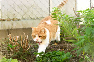 緑豊かな庭を散歩する茶白の猫...