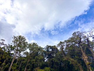 Obraz premium Towering jungle canopy meets vibrant blue sky with dramatic white clouds above