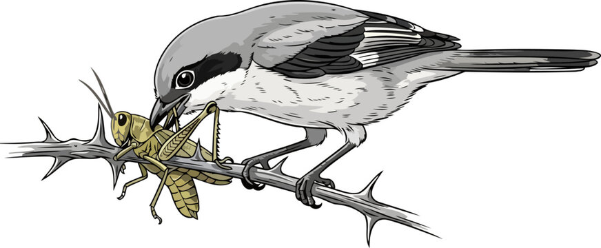 the butcher birds larder a shrikes thorny strategy for survival, isolated on transparent background