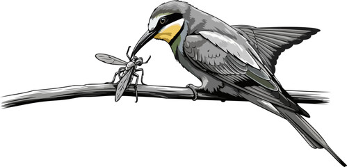 Fototapeta premium apex perch a vivid glimpse into natures unrelenting cycle of sustenance, isolated on transparent background