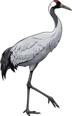 Fototapeta premium crimson crowned wanderer graceful crane captures natures poise and serenity, isolated on transparent background