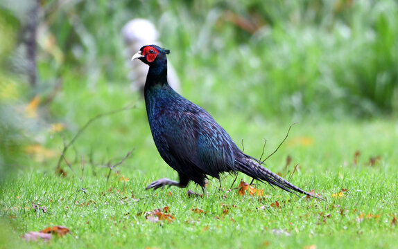 faisan de colchyde ou faisan obscur